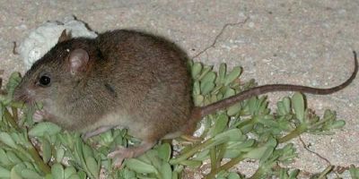 Image of a bramble cay melomys rat