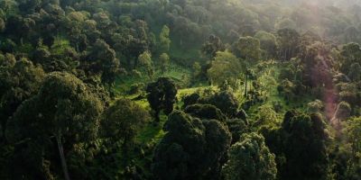 An image of a forest from above.