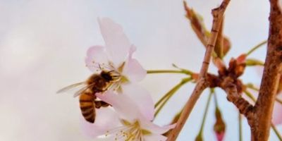 Wasp on cherry blossom