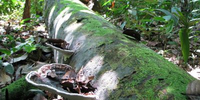 Dead tropical trunk