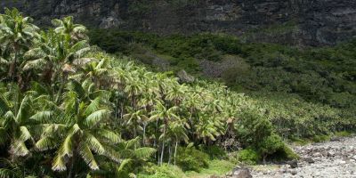 A photograph of a palm forest along a a beach.