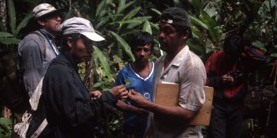 Identifying seedlings, Madre De Dios River, Peru 1998, Oliver Phillips, University of Leeds