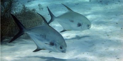 Fish on sea floor