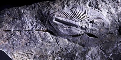 Image of a fossil