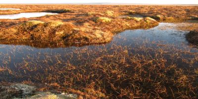 Restoring and protecting essential peatlands