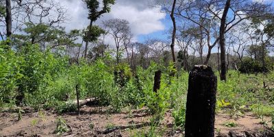 Deforestation linked to tropical temperature rises, online map shows