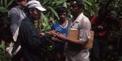 Identifying seedling, Madre de Dios river, Peru 1998. Oliver Phillips, University of Leeds