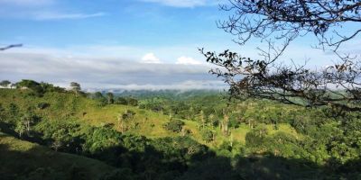 Nitrogen is key to faster regrowth in deforested areas, say researchers