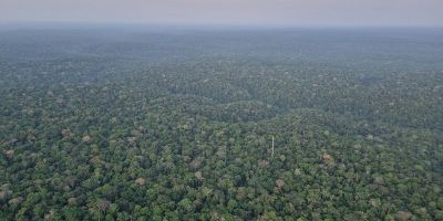 Tropical forests generate rainfall worth billions