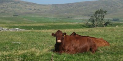Cattle grazing boosts nature recovery in Yorkshire Dales