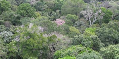 Peru trees