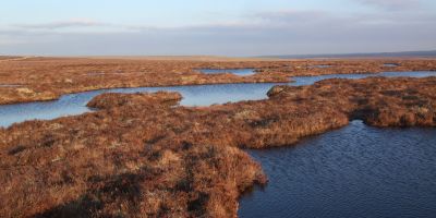 Peatland image