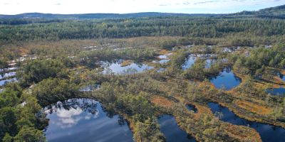 Drone photography of Hammarmossen raised bog, Sweden, where researchers found that open water pools have been rapidly shrinking and disappearing over the last six decades, overgrown by mats of Sphagnum moss and sedges.