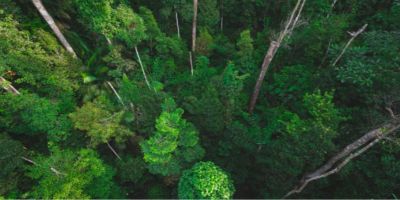 Side effects of wide scale forestation could reduce carbon removal