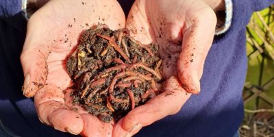 Can earthworms adapt to climate change?