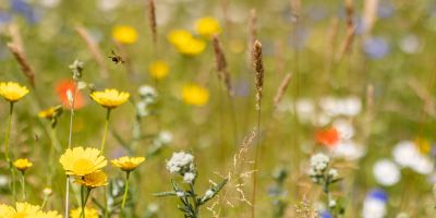 New book addresses rewilding myths and misunderstandings