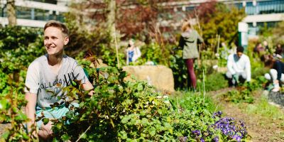 A photo of people working in the sustainable garden on campus.