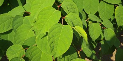 Japanese Knotweed