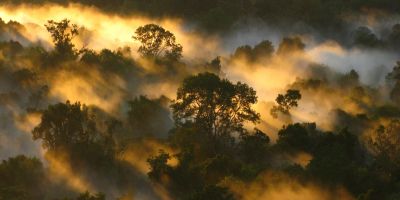 Amazon canopy at dawn, Brazil. Photo credit: Peter van der Sleen