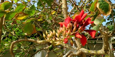 Nitrogen fixing trees