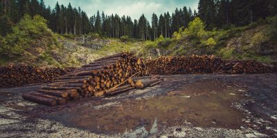 An area of pine forest that has been cut down with a pile of logs in the middle