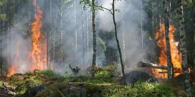 Image of forest wildfire