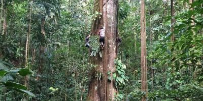 The fattening forest: trees of the Amazon are getting bigger