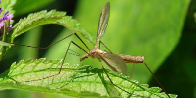 Image of a cranefly