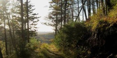 Flowerdale Trees. Credit: Lucy Campbell