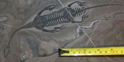 Baby dinosaur fossil in China