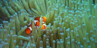 Clown fish at Flynn Reef Cathedral, Great Barrier Reed, Australia. Credit: Andrea Clark