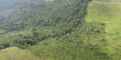 Secondary forest clearings Amazon