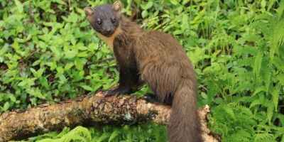 A pine marten stood on a branch in front of green leaves, looking back towards the camera.