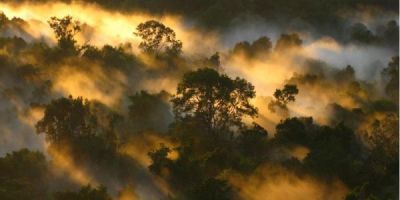 An Amazon Forest canopy at dawn in Brazil.
