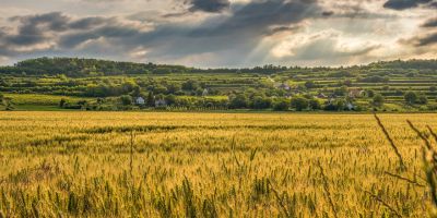 Picture of a European farmland