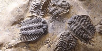 A photograph of trilobite fossils.