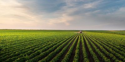 a field of soybean. 
Adobe stock image.