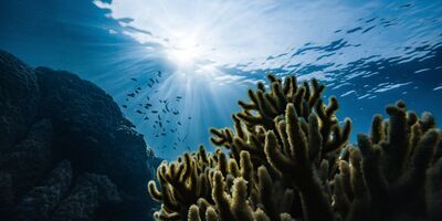 Neogene burial of organic carbon in the global ocean