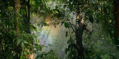 Rainforest with beams of light floating through.