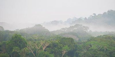 Tree tops in a tropical forest looking towards a mountain top against a blue sky