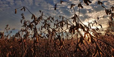 Image of soybeans growing