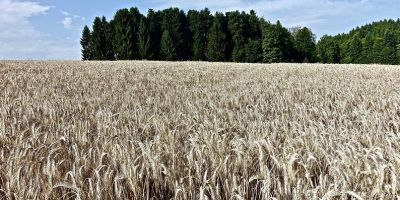 wheatfield image