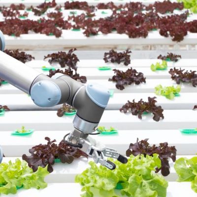 Photo of robot arm picking lettuce leaves from a conveyor belt