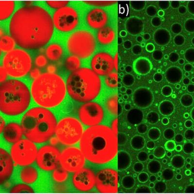- Leveraging our expertise in colloid science and biointerface modelling, we are developing smarter, more effective food systems. Our work integrates insights from cell biology to align food design with health and sustainability principles.