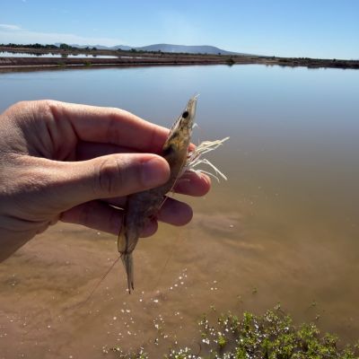 Shrimp held in front of a shrimp farm in Mexico