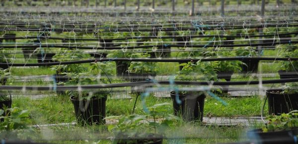 The University of Leeds is contributing to ensure greater resilience of the UK's food supply