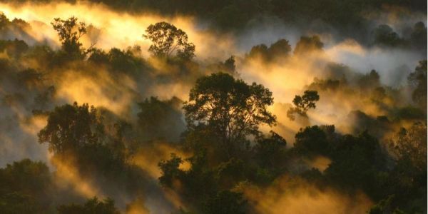 Global network transforming tropical forest research