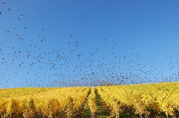 blue sky, birds flying, yellow wheat field