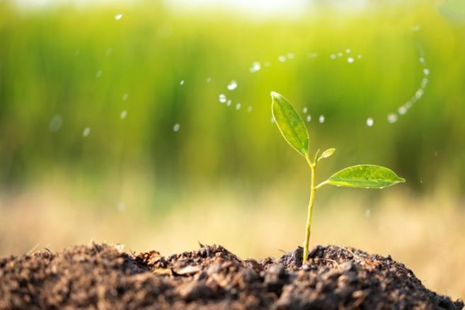 An image of a young plant sprouting from the ground