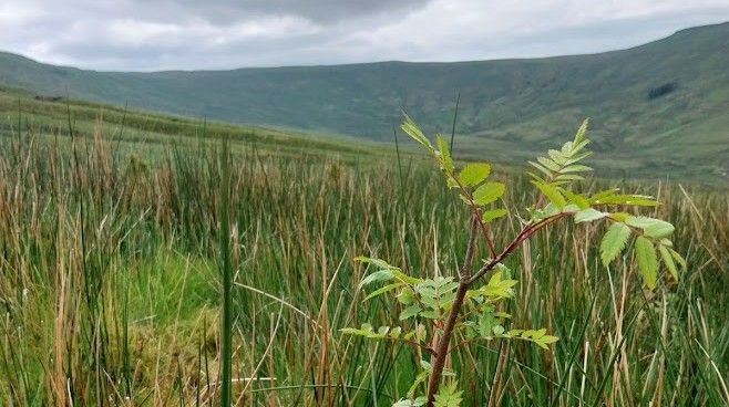 Planting trees at Snaizeholme to avoid soil carbon losses